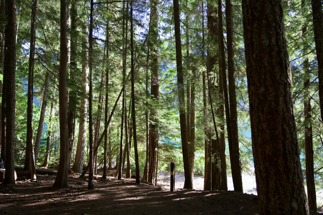 Sunlight filters through tall evergreens in a quiet forest, casting soft shadows on the forest floor